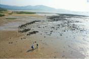 香港大學 | 港大海洋科學家進行全球蠔礁評估發現蠔礁修復提升生物多樣性 為保育工作提供參考